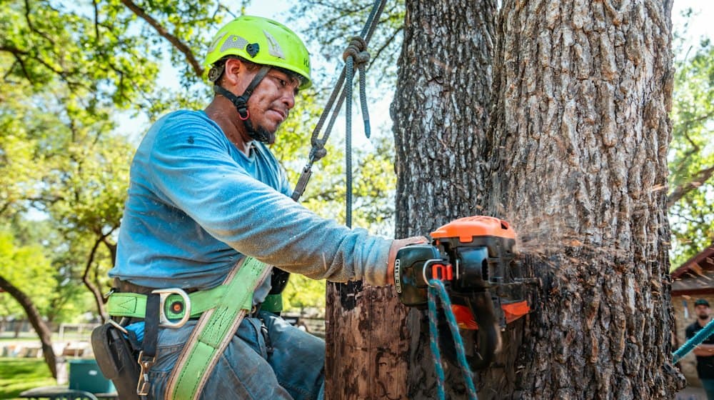 A climber in a harness and helmet cutting through a tree trunk with a chainsaw.